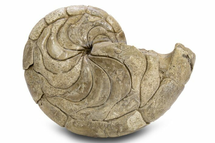 Fossil Nautilus (Aturia) - Boujdour, Morocco #306922